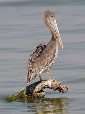 Brown Pelican (juvenile)