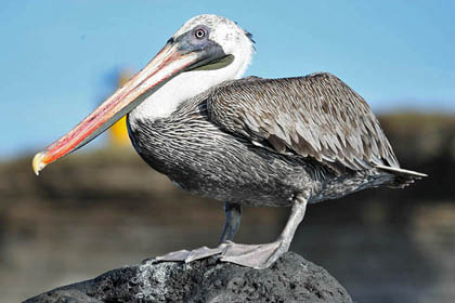 Brown Pelican Picture @ Kiwifoto.com
