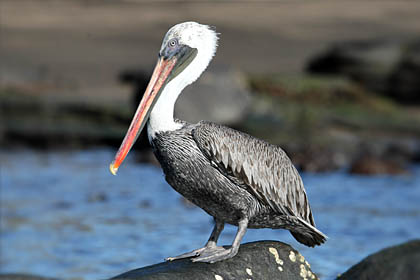 Brown Pelican Image @ Kiwifoto.com