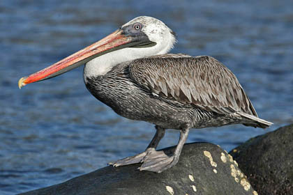 Brown Pelican Picture @ Kiwifoto.com