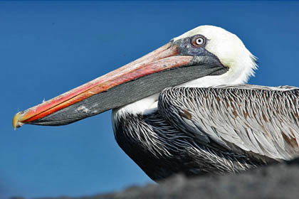 Brown Pelican Photo @ Kiwifoto.com