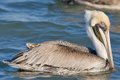 Brown Pelican (Eastern)