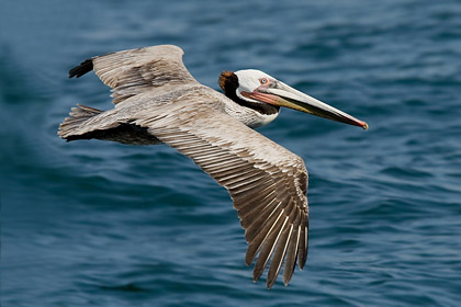 Brown Pelican Photo @ Kiwifoto.com