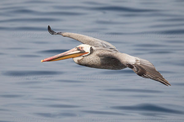 Brown Pelican Image @ Kiwifoto.com