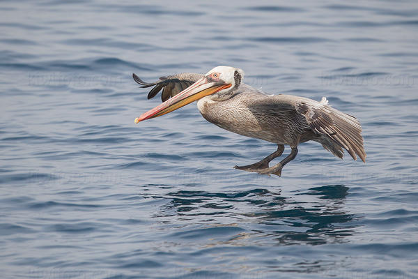 Brown Pelican Picture @ Kiwifoto.com