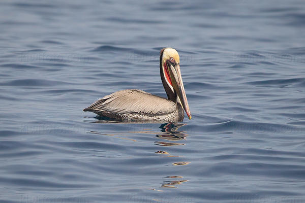 Brown Pelican Image @ Kiwifoto.com