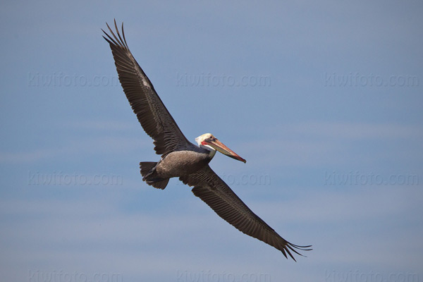 Brown Pelican Image @ Kiwifoto.com