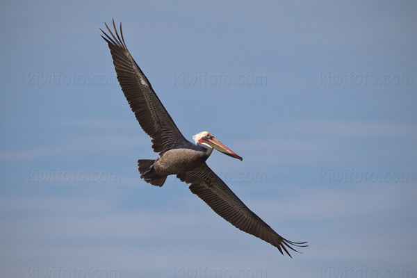 Brown Pelican Photo @ Kiwifoto.com