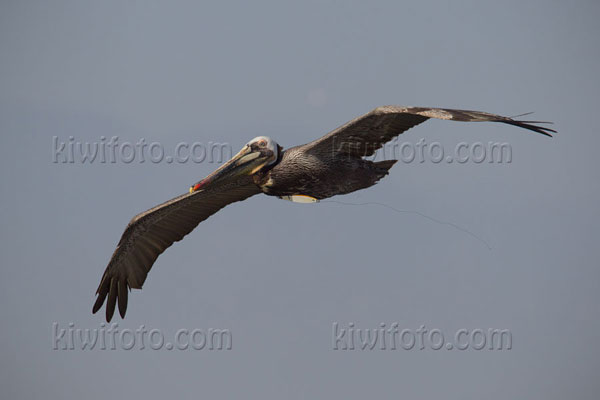 Brown Pelican Image @ Kiwifoto.com