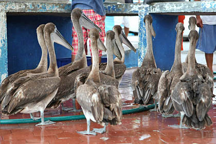 Brown Pelican Picture @ Kiwifoto.com