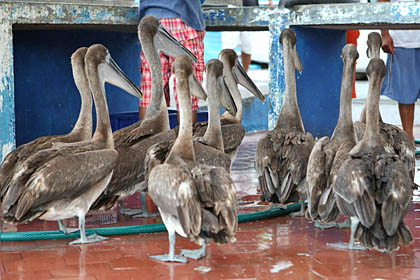 Brown Pelican Image @ Kiwifoto.com