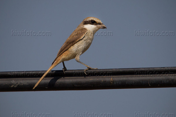 Brown Shrike Photo @ Kiwifoto.com