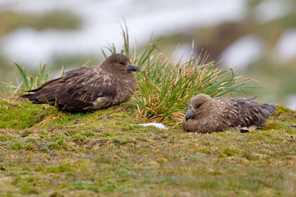 Brown Skua Image @ Kiwifoto.com