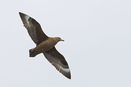 Brown Skua Picture @ Kiwifoto.com