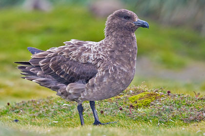 Brown Skua Image @ Kiwifoto.com