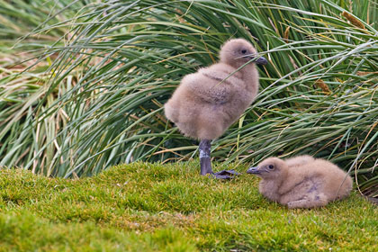 Brown Skua (chicks)