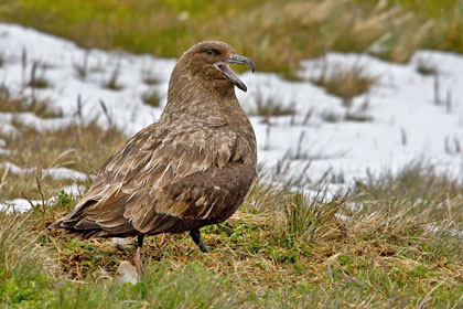 Brown Skua Photo @ Kiwifoto.com