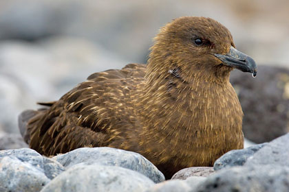 Brown Skua (Subantarctic Brown Skua)