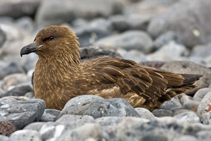 Brown Skua (Subantarctic Brown Skua)