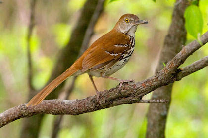 Brown Thrasher Photo @ Kiwifoto.com