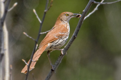 Brown Thrasher Picture @ Kiwifoto.com