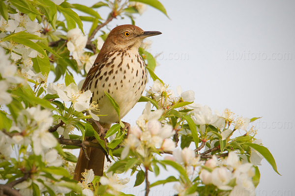 Brown Thrasher Photo @ Kiwifoto.com