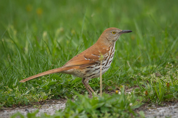 Brown Thrasher Image @ Kiwifoto.com