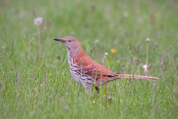 Brown Thrasher Picture @ Kiwifoto.com