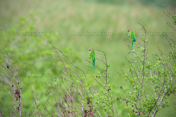 Brown-throated Parakeet Photo @ Kiwifoto.com