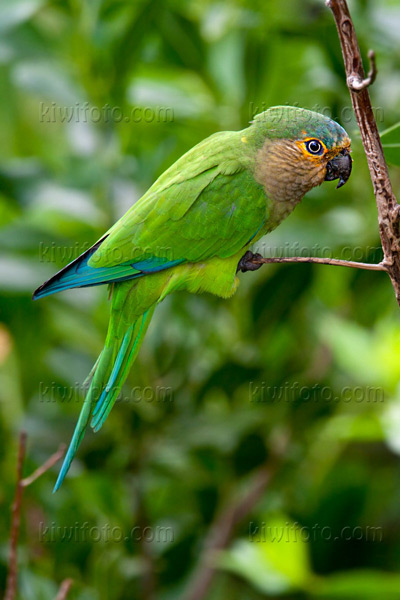 Brown-throated Parakeet Image @ Kiwifoto.com