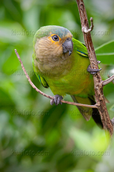 Brown-throated Parakeet Image @ Kiwifoto.com