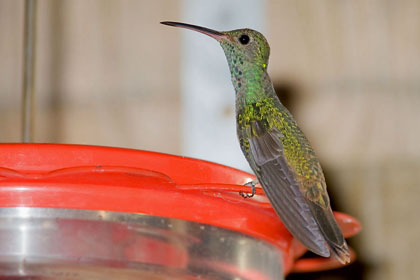 Buff-bellied Hummingbird Image @ Kiwifoto.com