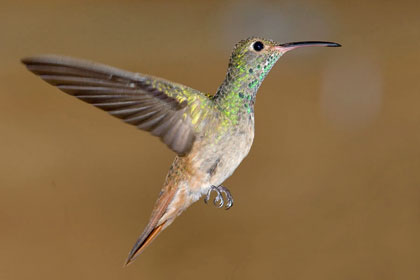 Buff-bellied Hummingbird Image @ Kiwifoto.com