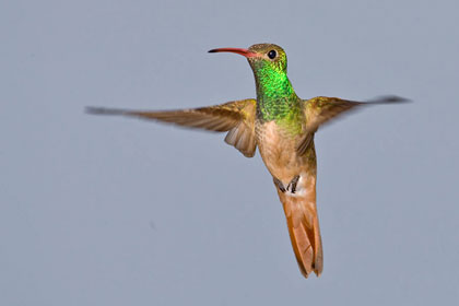 Buff-bellied Hummingbird Image @ Kiwifoto.com