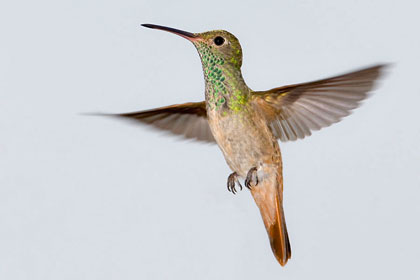 Buff-bellied Hummingbird Image @ Kiwifoto.com