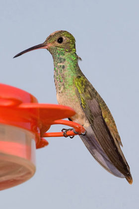 Buff-bellied Hummingbird