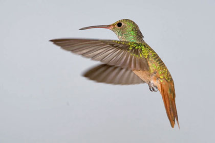 Buff-bellied Hummingbird Image @ Kiwifoto.com