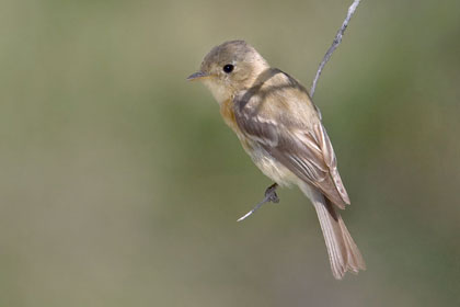 Buff-breasted Flycatcher Image @ Kiwifoto.com