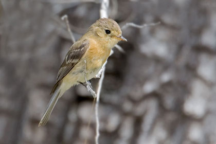 Buff-breasted Flycatcher