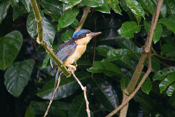 Buff-breasted Paradise-kingfisher Image @ Kiwifoto.com