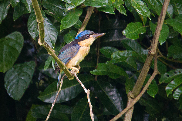 Buff-breasted Paradise-kingfisher Photo @ Kiwifoto.com