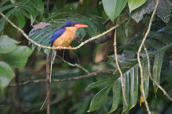 Buff-breasted Paradise-kingfisher Photo @ Kiwifoto.com