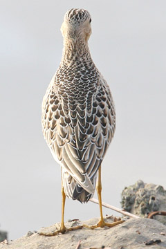 Buff-breasted Sandpiper Image @ Kiwifoto.com