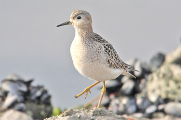 Buff-breasted Sandpiper Photo @ Kiwifoto.com