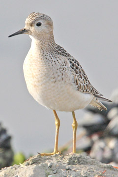 Buff-breasted Sandpiper Picture @ Kiwifoto.com