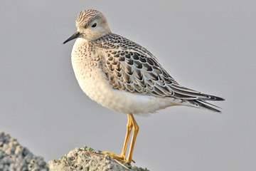 Buff-breasted Sandpiper Photo @ Kiwifoto.com