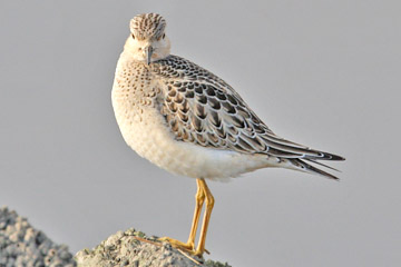 Buff-breasted Sandpiper Photo @ Kiwifoto.com