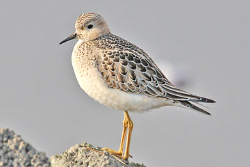 Buff-breasted Sandpiper Photo @ Kiwifoto.com