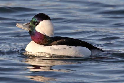 Bufflehead Picture @ Kiwifoto.com