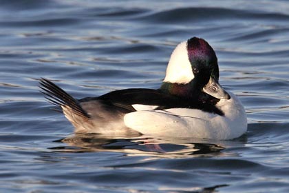 Bufflehead Image @ Kiwifoto.com
